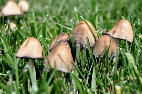 Mushrooms – Rock County Gardening