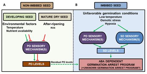 Plants | Free Full-Text | A Perspective on Secondary Seed Dormancy in Arabidopsis thaliana