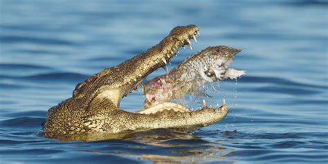 Nile Crocodile Eating A Fish Stock Image - Image of kill, amphibians ...