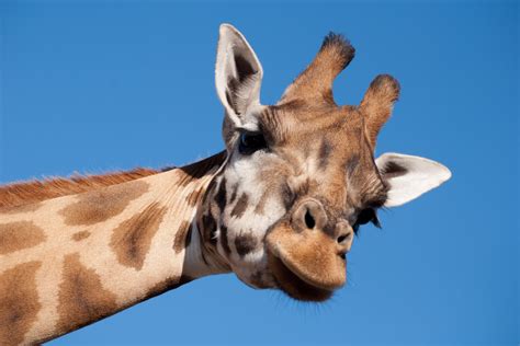 Giraffe conservation status – latest numbers give hope! - Africa Geographic