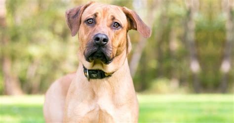 10 Popular Rhodesian Ridgeback Mixes (w/ Pictures) | Puplore