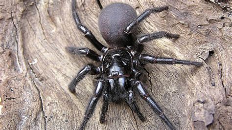 NSW Scientists Discover A Massive 30-Year-Old Funnel Web Spider | Gizmodo Australia