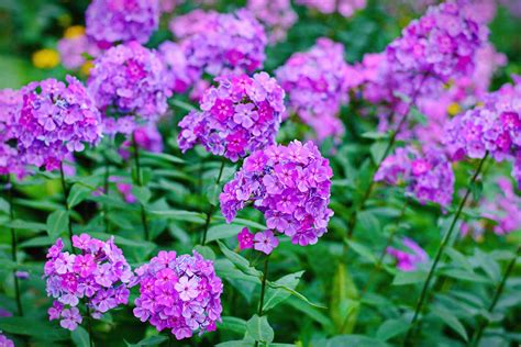 How to Plant and Grow Garden Phlox | Gardener’s Path