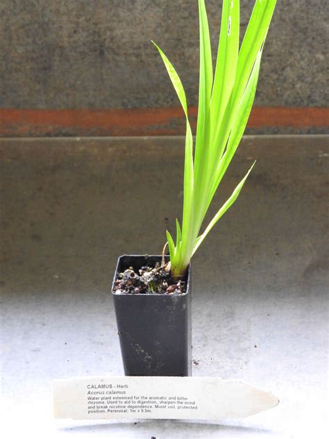 Eurasian Calamus plant | Acorus calamus - All Rare Herbs