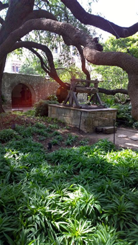 The Alamo well gardens tree San Antonio Texas – Celebrate Big!