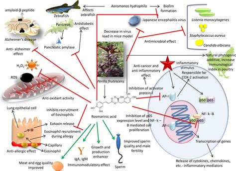 Rosmarinic acid: modes of action, medicinal values and health benefits | Animal Health Research ...