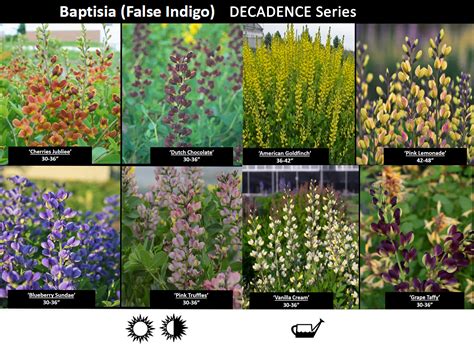 The Best of the Best: Perennial Plants for Rain Gardens - Blog - Embassy Landscape Group