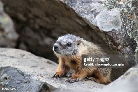 Baby Marmot Photos and Premium High Res Pictures - Getty Images