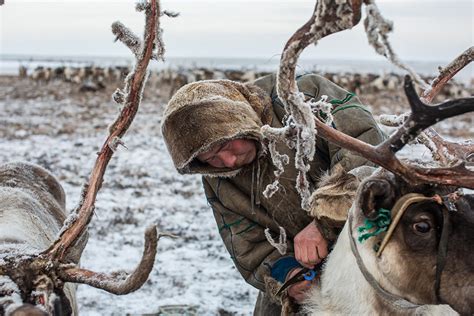 Reindeer-Herding-Snow - Feature Shoot