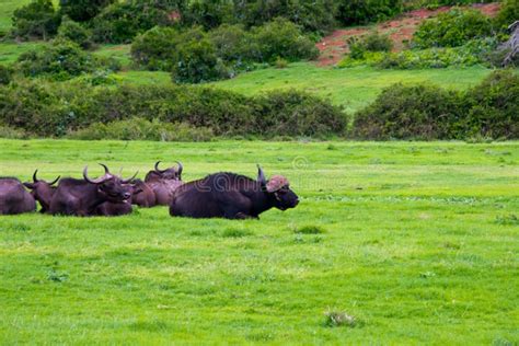 Herd of African Buffalo Syncerus Caffer Stock Photo - Image of male ...