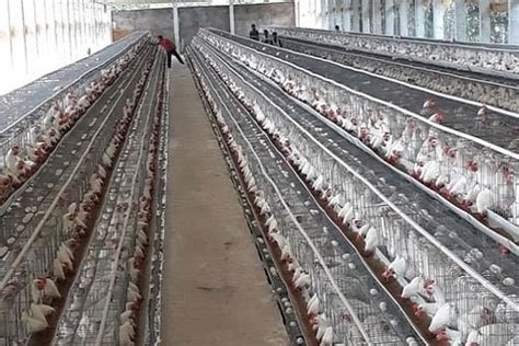 Advantages of Battery Housing System in Poultry – epashupalan