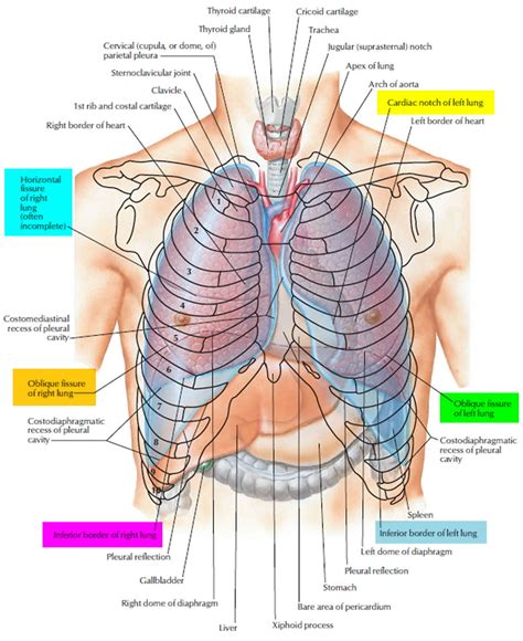 Pneumonectomy procedure, position, complications and revovery