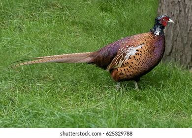 Common Pheasant Male Stock Photo (Edit Now) 625329788