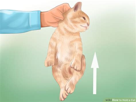 Pet & Animal: How to Hold a Cat