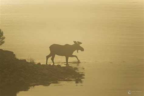 Pin by Kris Tynski Nature Photograph on Cape Breton Wildlife Collection | Wildlife photography ...