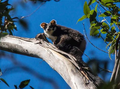 Greater Glider Possum: Profile, Traits, Facts, Size, Range - Mammal Age