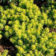 Creeping Sedums | Fine Gardening | Landscaping with rocks, Sedum, Sedum ground cover