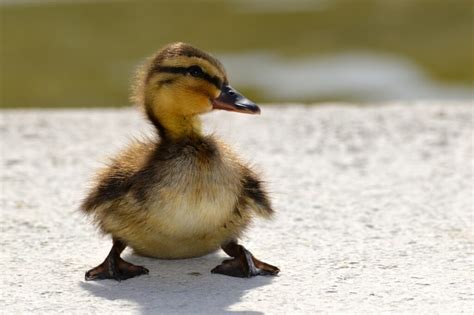 Cute Baby Duck Photos, Videos, and Facts - Animal Hype