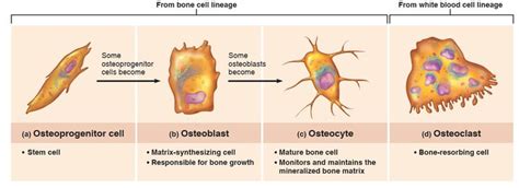 3 types of bone cells