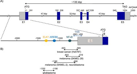 Gangliosides: Structures, Biosynthesis, Analysis, and Roles in Cancer ...