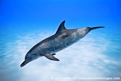 Atlantic Spotted Dolphin 23 Photo, Picture, Print | Cornforth Images