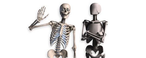 Proko Skelly Poseable Anatomy Model For Artists Skeletal, 44% OFF