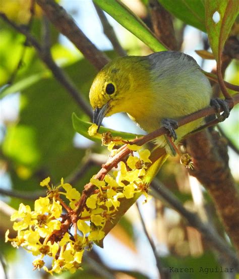 En el día mundial de las aves migratorias: las aves cubanas - OnCubaNews