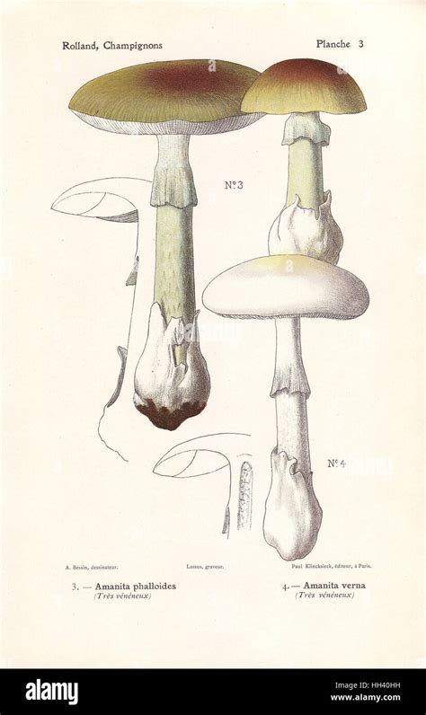 Death cap mushroom, Amanita phalloides, and fool's mushroom, Amanita verna. Highly poisonous ...