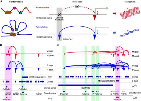 Haplotype mapping of H3K27me3-associated chromatin interactions defines topological regulation ...