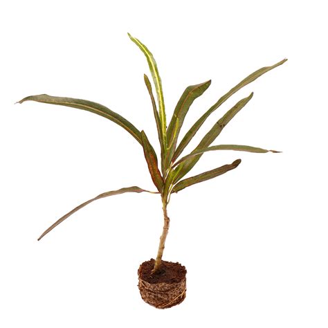 Long Leaf Croton-Codiaeum Variegatum - Santhi Online Plants Nursery