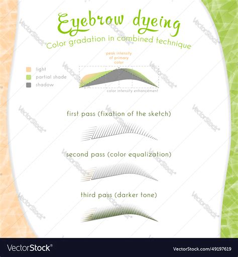 Combined eyebrow dyeing technique Royalty Free Vector Image