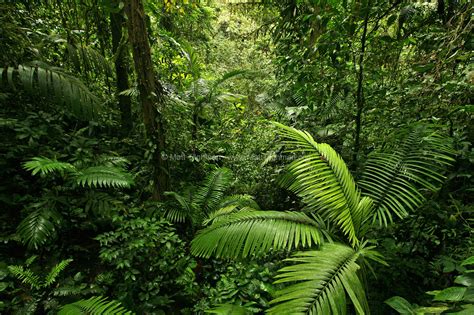 Dense Tropical Rain Forest, Costa Rica - Matt Tilghman Photography