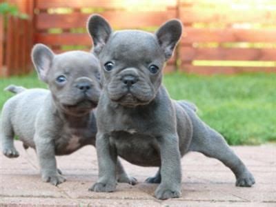 AKC French bulldog puppies for sale near me/ (559) 725-1689 - FrenchieForSale.com