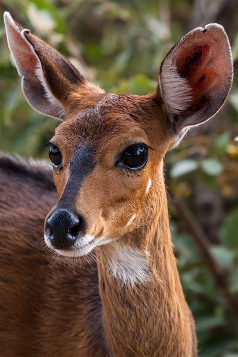 Bushbuck | Animals beautiful, Cute baby animals, Cute animals