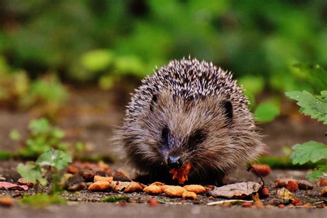 Free Images : nature, prickly, cute, wildlife, meal, autumn, mammal, garden, fauna, whiskers ...