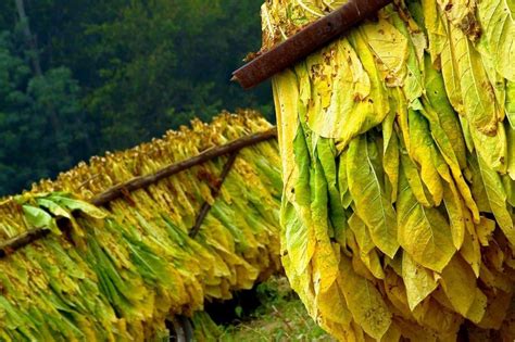 Virginia Bright Leaf TOBACCO SEEDS,Nicotiana tabacum100 Seeds | Plants ...