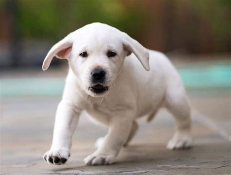 White Labrador: An Essential Guide for White Lab Owners - K9 Web