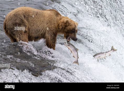 Grizzly Bear fishing Stock Photo - Alamy