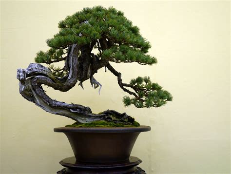 Bonsai Japan :: Japanese white pine