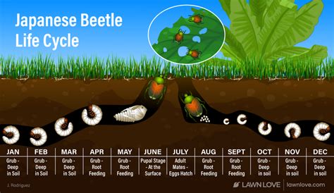 japanese beetle life cycle chart - Monroe Blanco