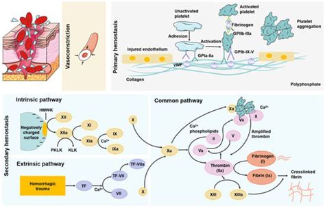 Molecules | Free Full-Text | Hemostasis Strategies and Recent Advances ...