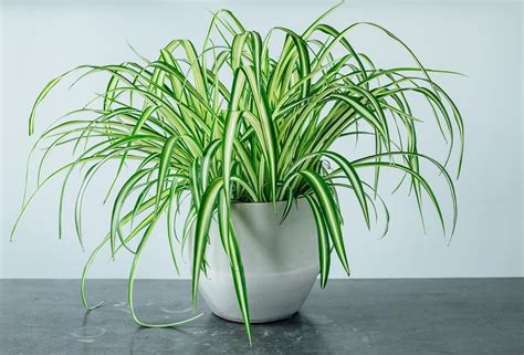 spider plant air purifying house plants clean air plants plants healthy ...