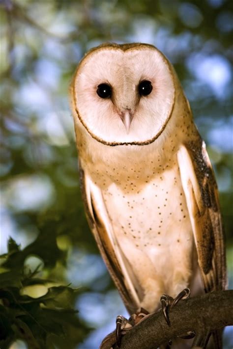 Owl Species - Owl Facts and Information