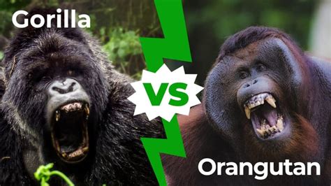 Gorilla vs Orangutan: Who Would Win in a Fight? - A-Z Animals