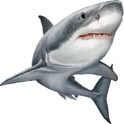Great white shark Clip art Image Illustration - shark png download - 1024*1024 - Free ...