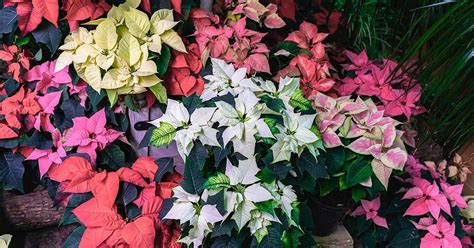 35 of the Best Poinsettia Cultivars | Gardener’s Path