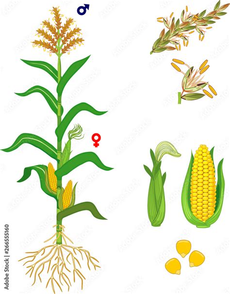 Parts of plant. Morphology of corn (maize) plant with green leaves ...