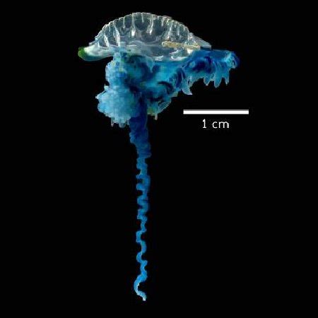 (PDF) Injuries and Deaths Caused by Box Jellyfish and Portuguese Man-of-War: Treatment and ...