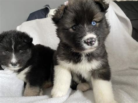 Alaskan malamute x Akita Puppies for Sale | UKPets