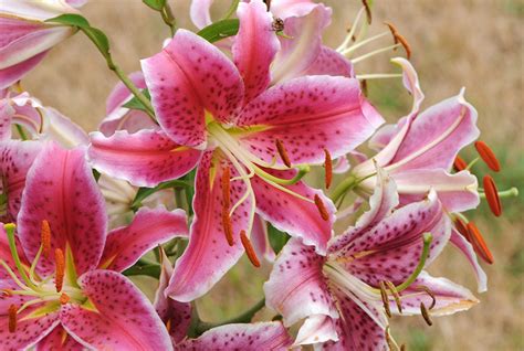 Images Lilies Pink color flower